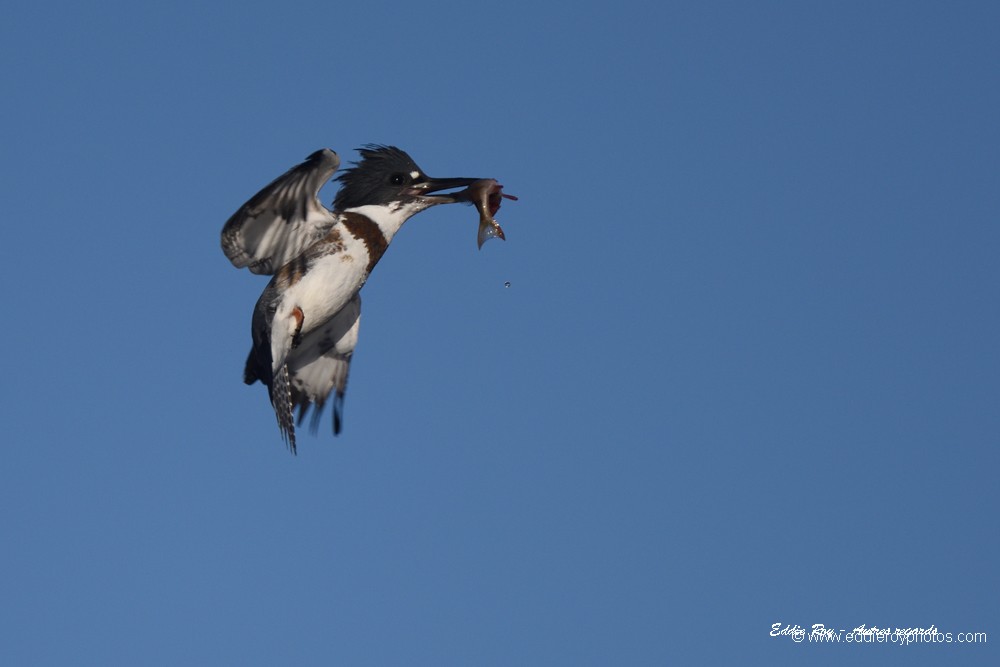 Martin pêcheur d'Amérique