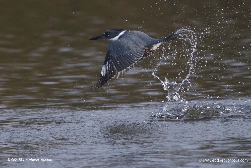 Martin pêcheur d'Amérique