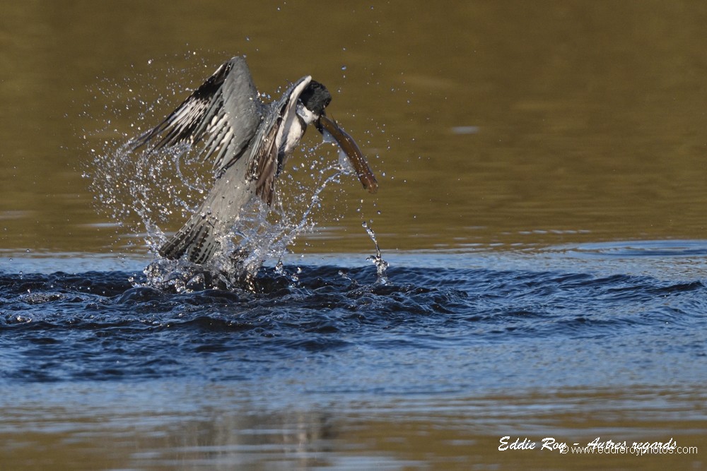Martin pêcheur d'Amérique