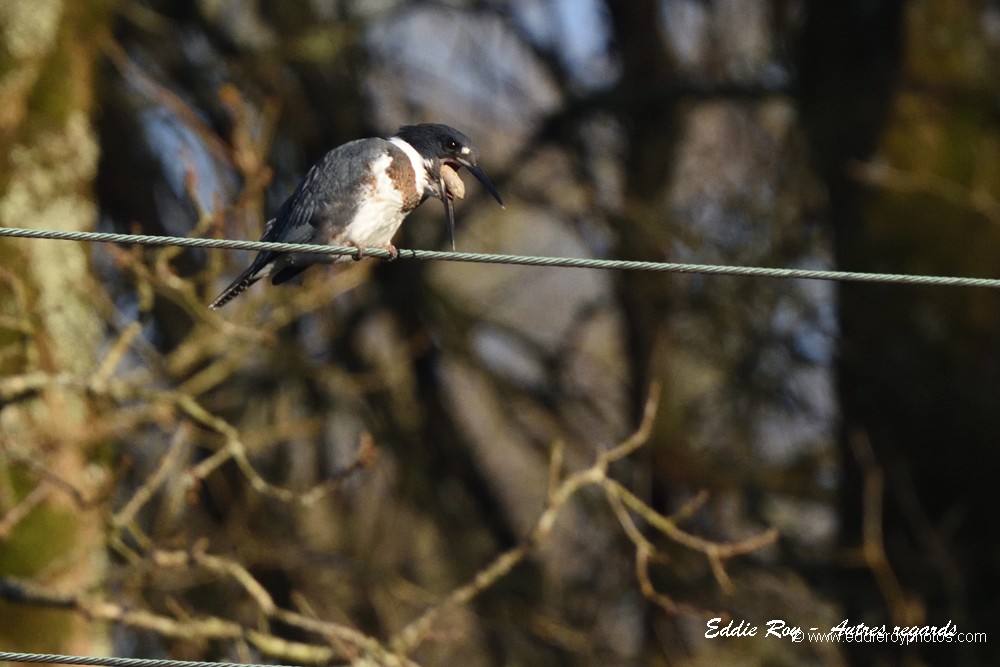 Martin pêcheur d'Amérique