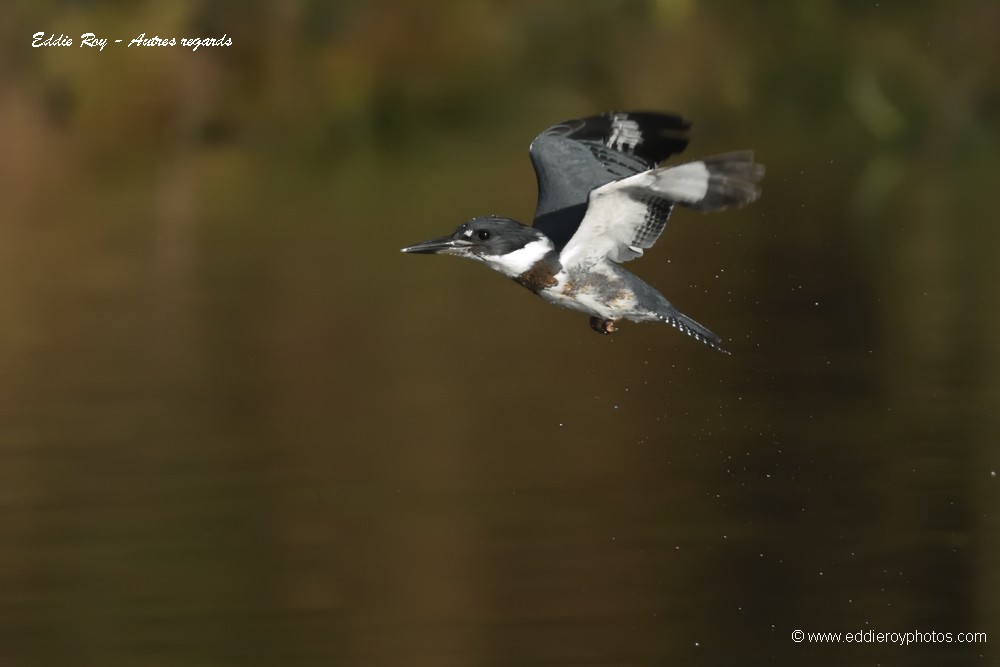 Martin pêcheur d'Amérique
