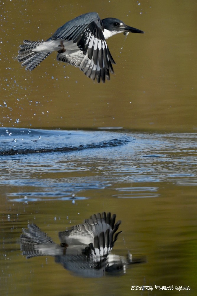 Martin pêcheur d'Amérique