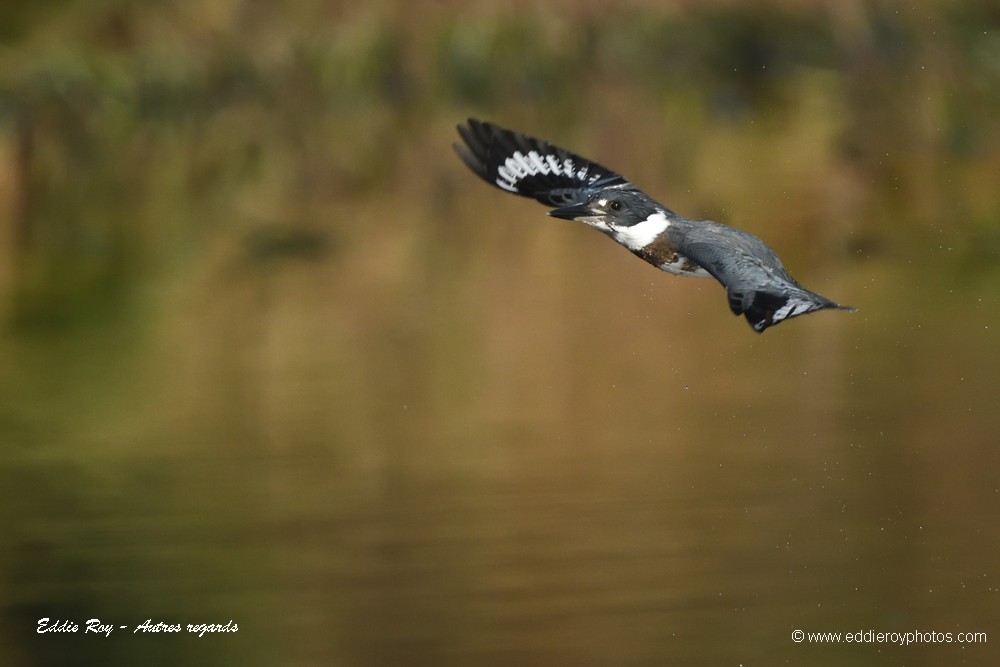 Martin pêcheur d'Amérique
