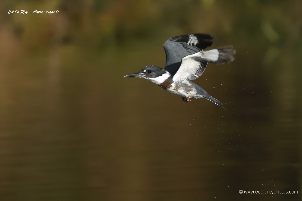 Martin pêcheur d'Amérique