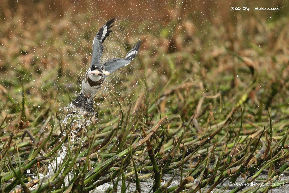 Martin pêcheur d'Amérique