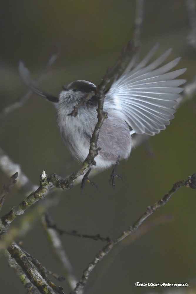 Mésange à longue queue