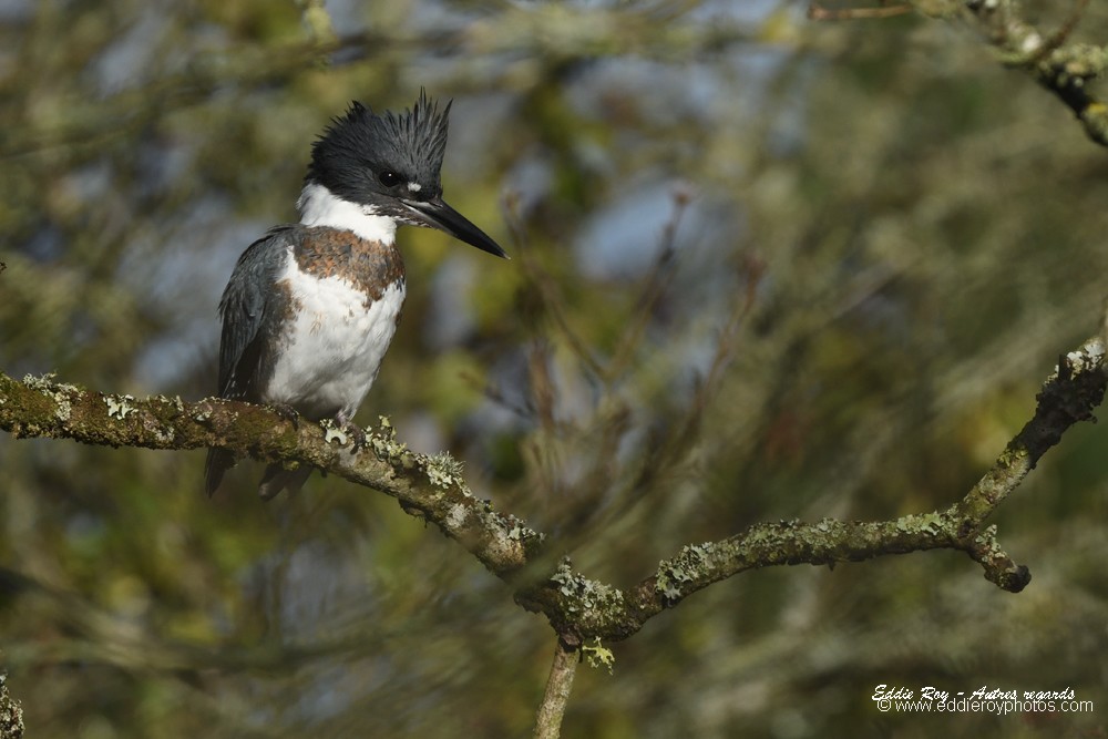 Martin pêcheur d'Amérique
