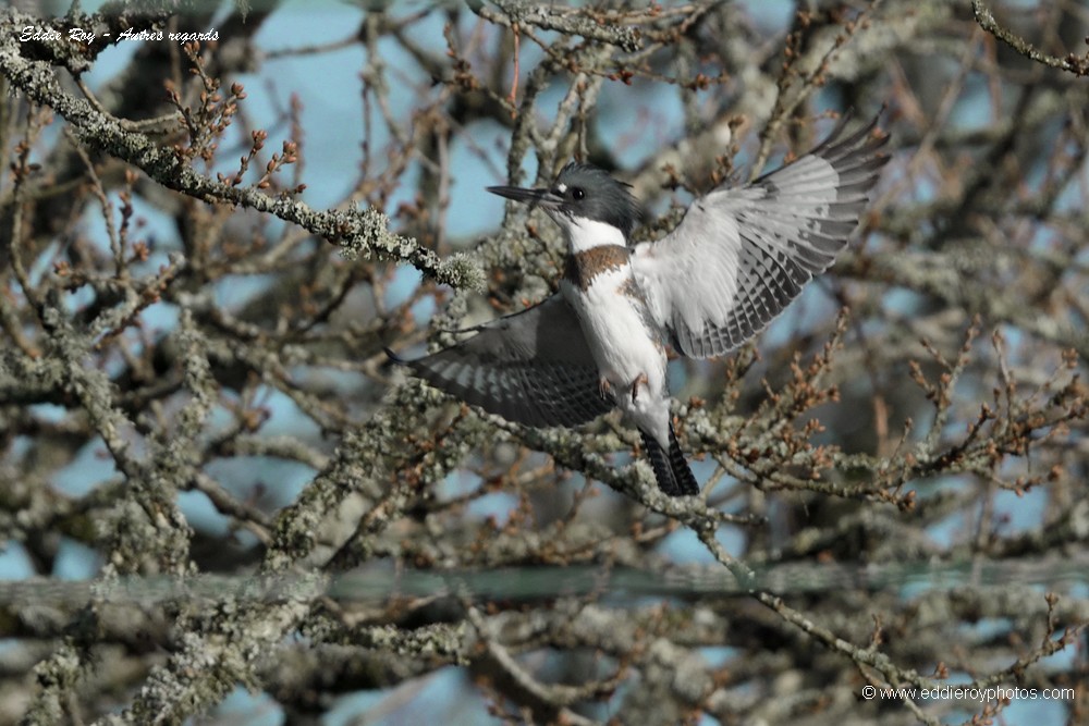 Martin pêcheur d'Amérique