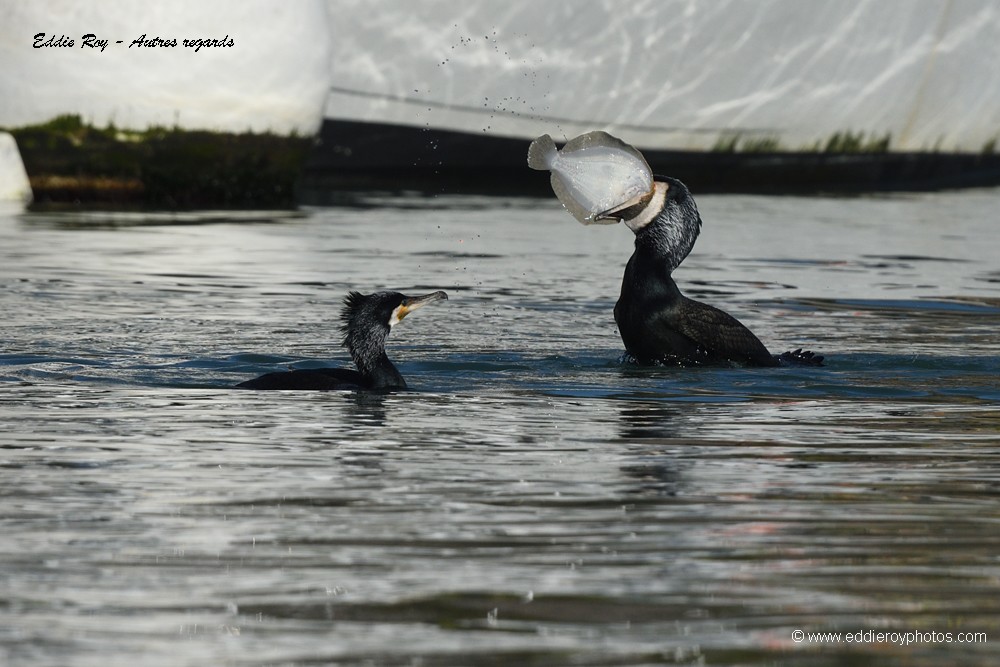 Grands cormorans