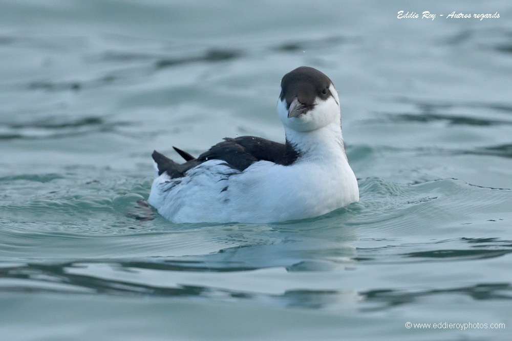 Guillemot de troïl