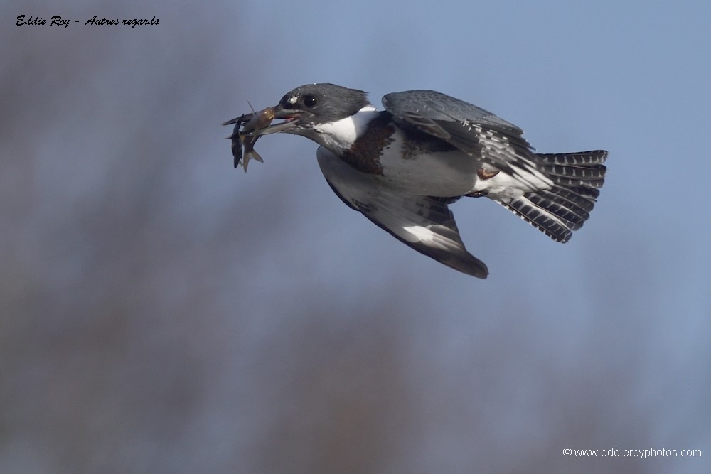 Martin pêcheur d'Amérique