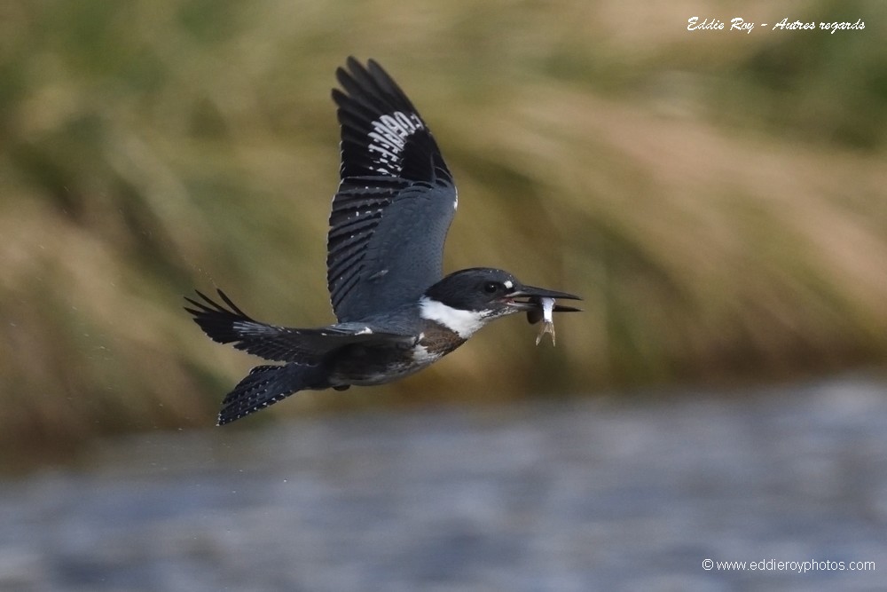 Martin pêcheur d'Amérique