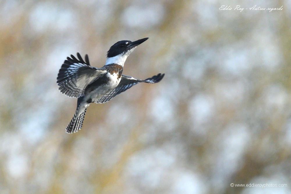 Martin pêcheur d'Amérique