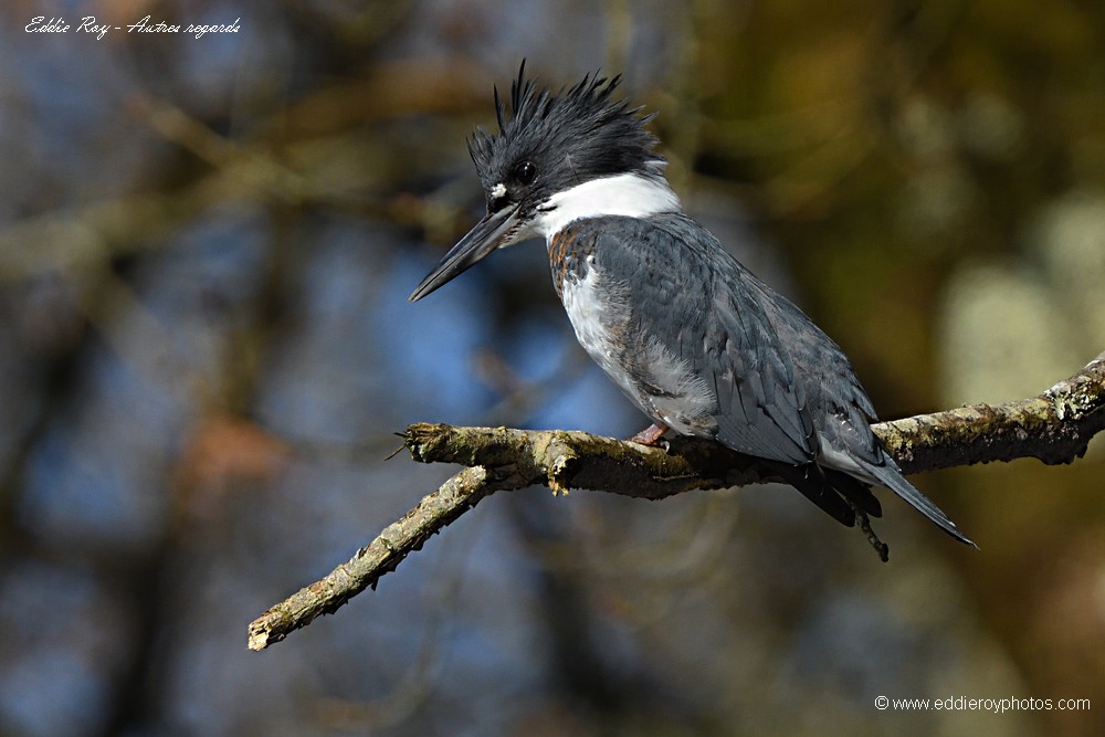 Martin pêcheur d'Amérique