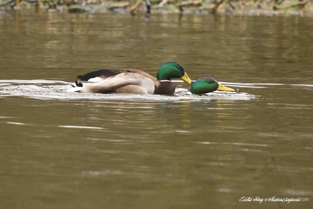 Canards colverts