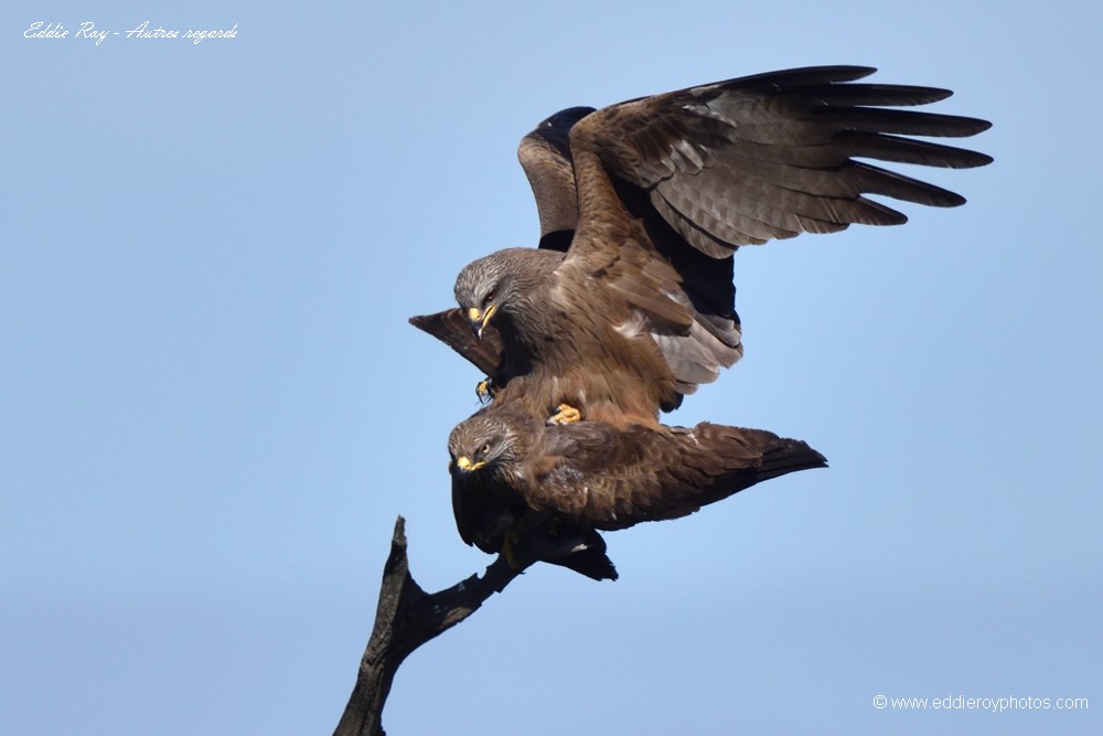 Milans noirs (Milvus migrans, Gironde, France)