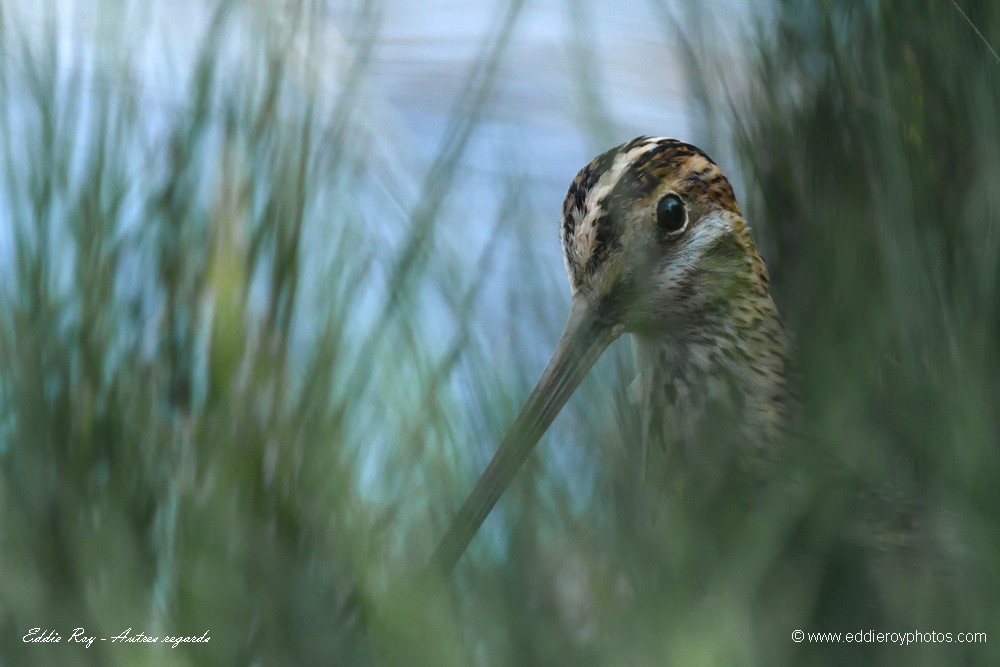 Bécassine des marais