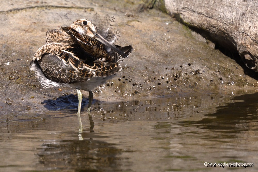 Bécassine des marais