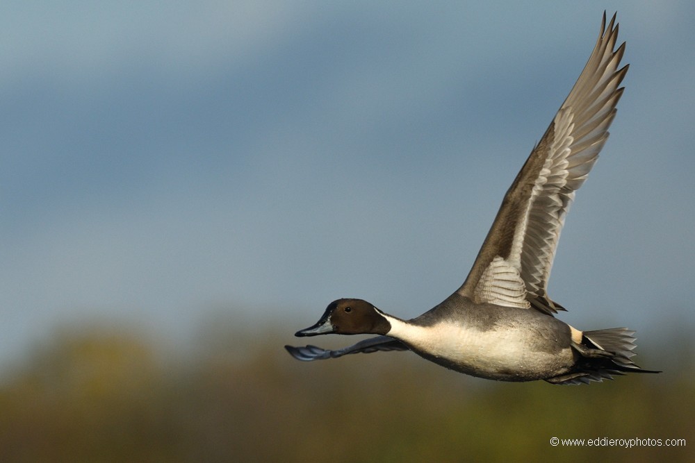 Canard pilet mâle en vol
