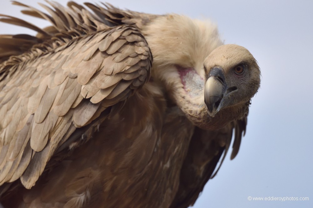 Vautour fauve
