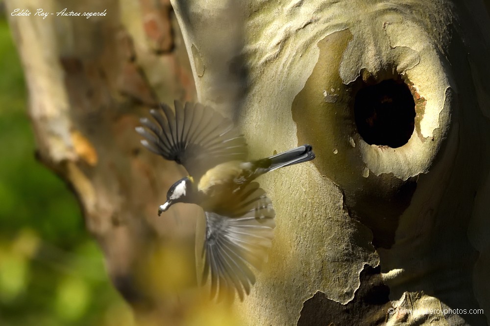 Mésange charbonnière